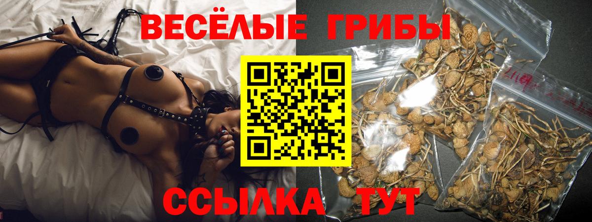 Псилоцибиновые грибы Psilocybe Выборг